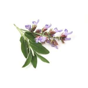 Βάμμα Φασκόμηλου 50ml σε γυάλινο μπουκάλι