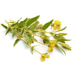 Φύλλα πλατυφυλλιάς – παραδοσιακό βότανο Κρήτης - Phlomis cretica - Jerusalem sage