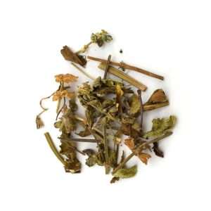 Κρητική Βερβένα (Γοργογιάννης) φυτό σε ανθοφορία στην Κρήτη