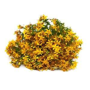 Βαλσαμόχορτο Καστοριάς (50gr)