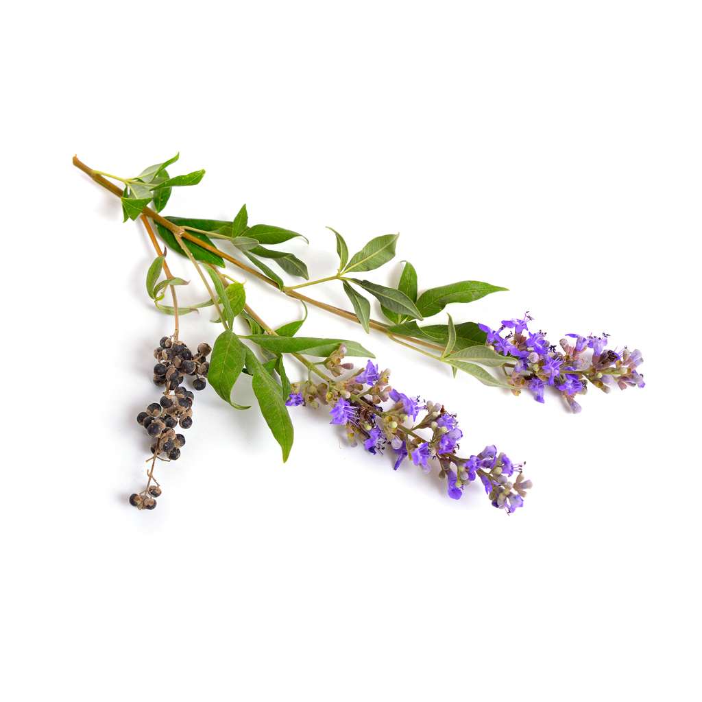 Λυγαριά Σπόροι (100gr) - Image 2